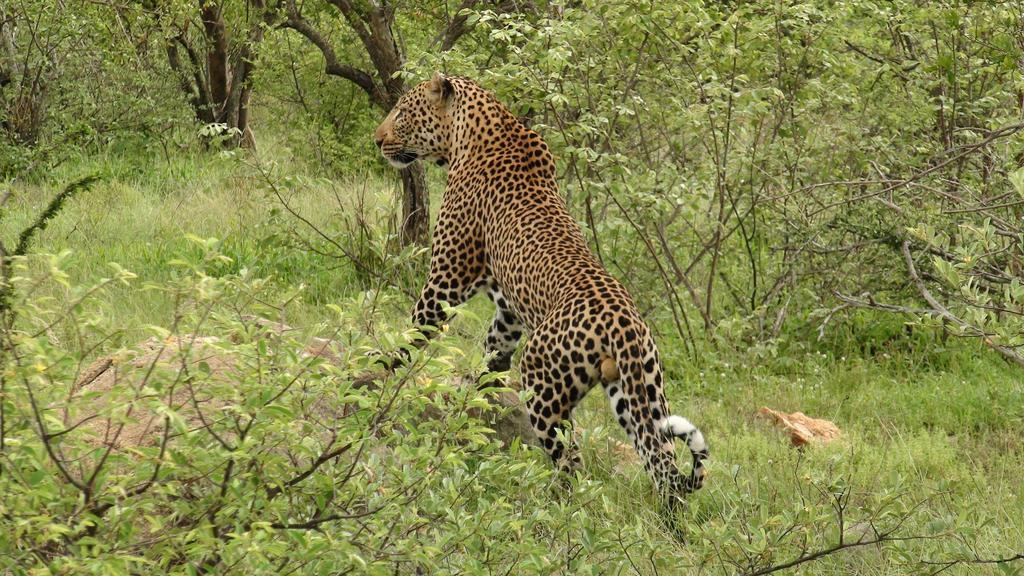 Naledi Lodges Balule Game Reserve Eksteriør billede