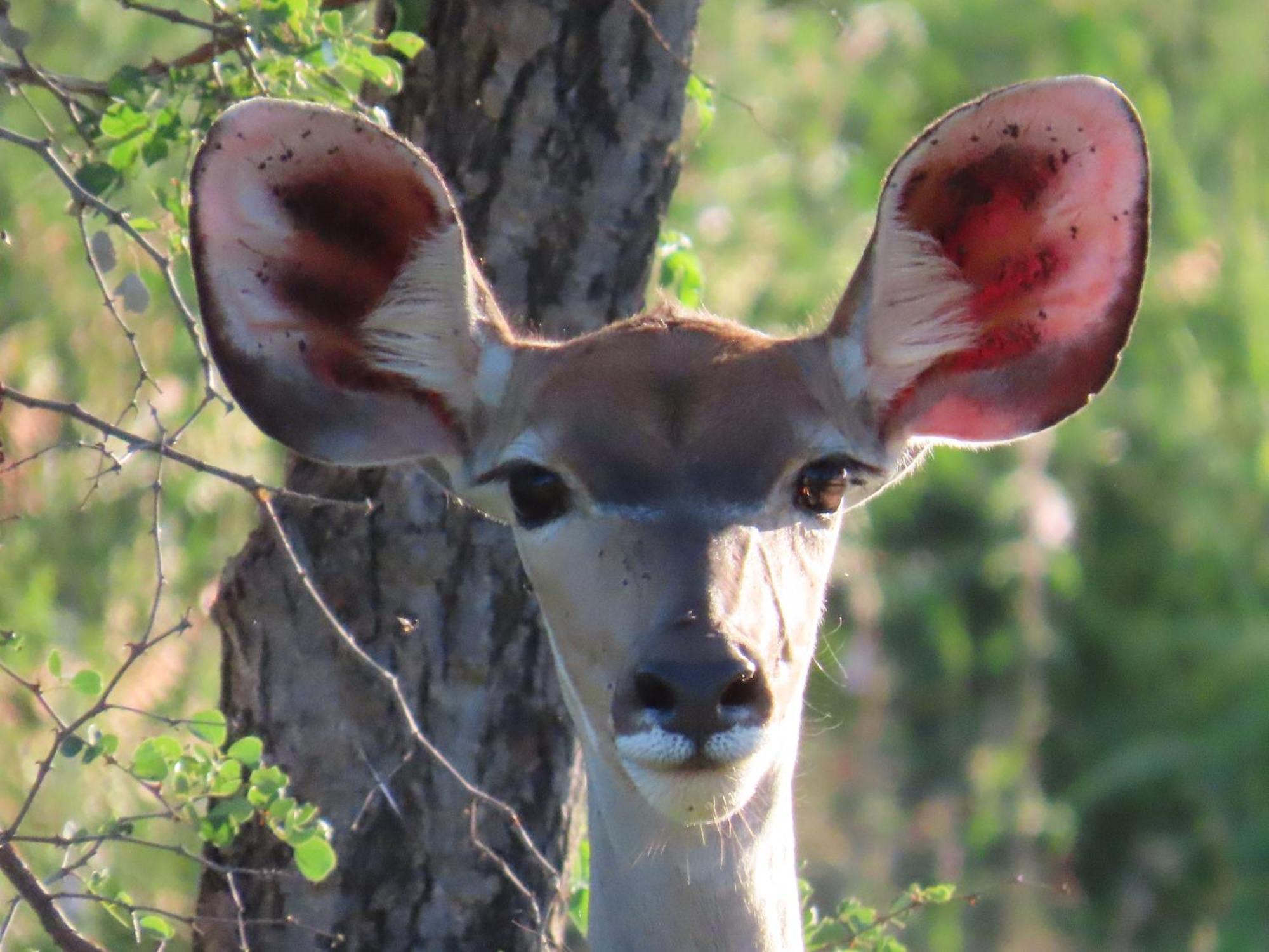Naledi Lodges Balule Game Reserve Eksteriør billede
