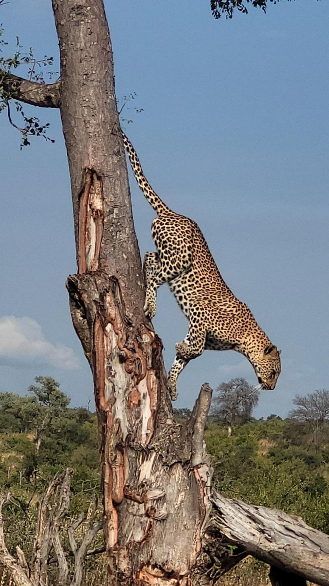 Naledi Lodges Balule Game Reserve Eksteriør billede