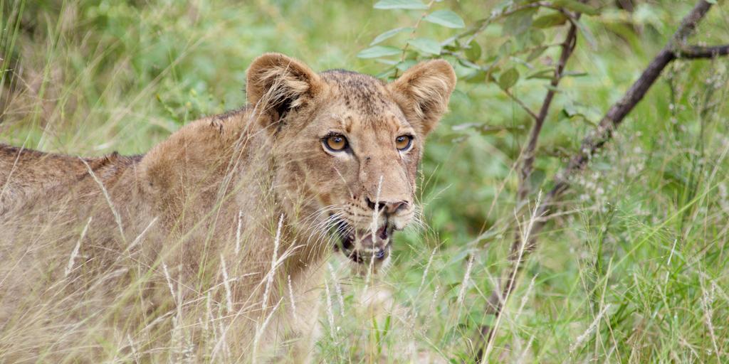 Naledi Lodges Balule Game Reserve Eksteriør billede